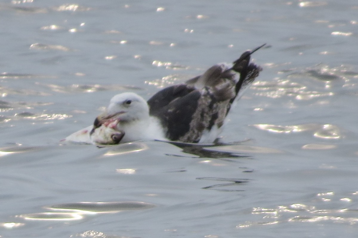 Great Black-backed Gull - ML161505171