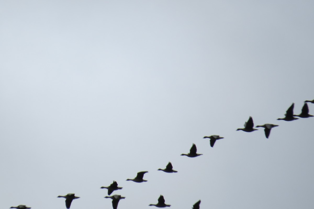 Pink-footed Goose - ML161505331