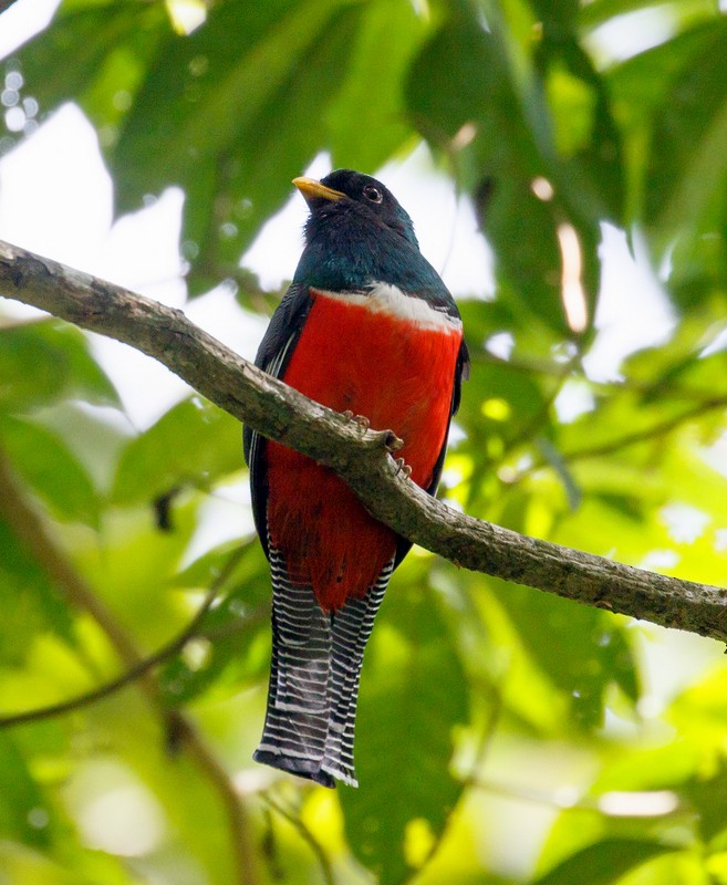 Collared Trogon - Rolando Chávez