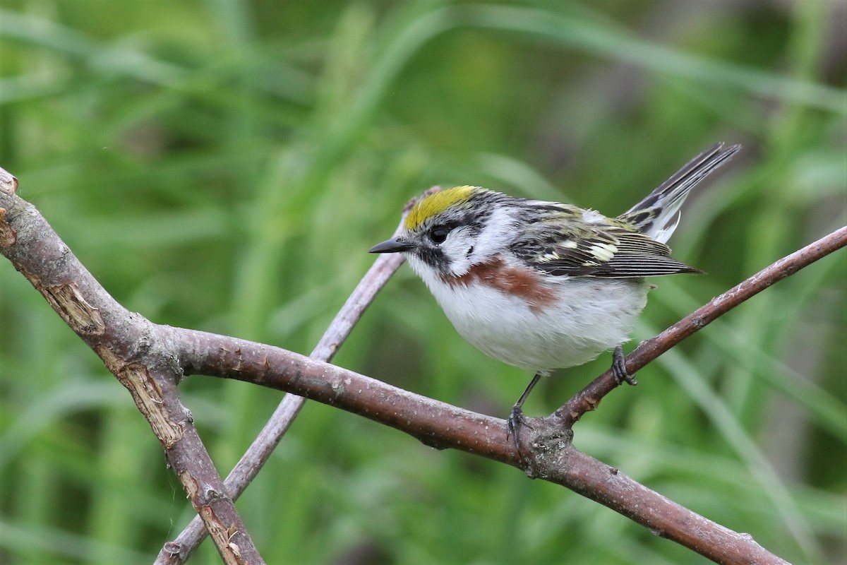 Chestnut-sided Warbler - ML161505411