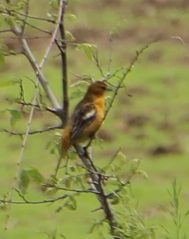 Baltimore Oriole - ML161506121