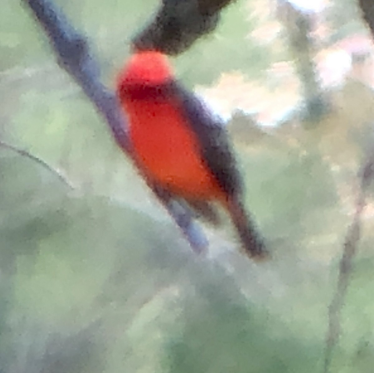 Vermilion Flycatcher - ML161506481