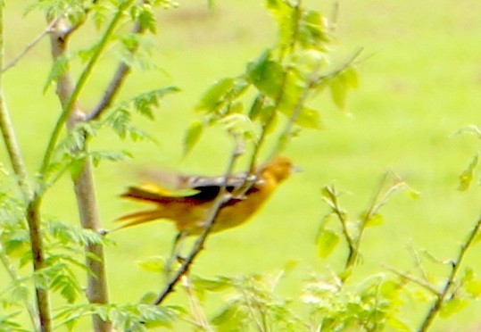 Baltimore Oriole - ML161506521