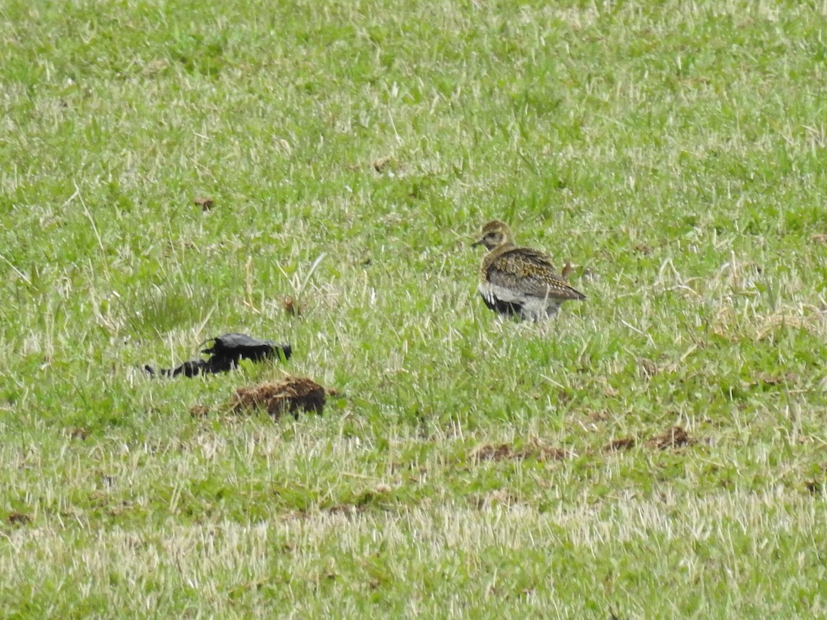 European Golden-Plover - ML161507041