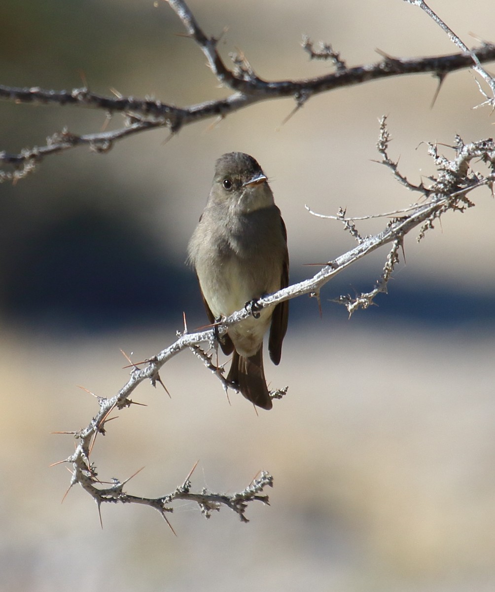 Western Wood-Pewee - Greg Gillson