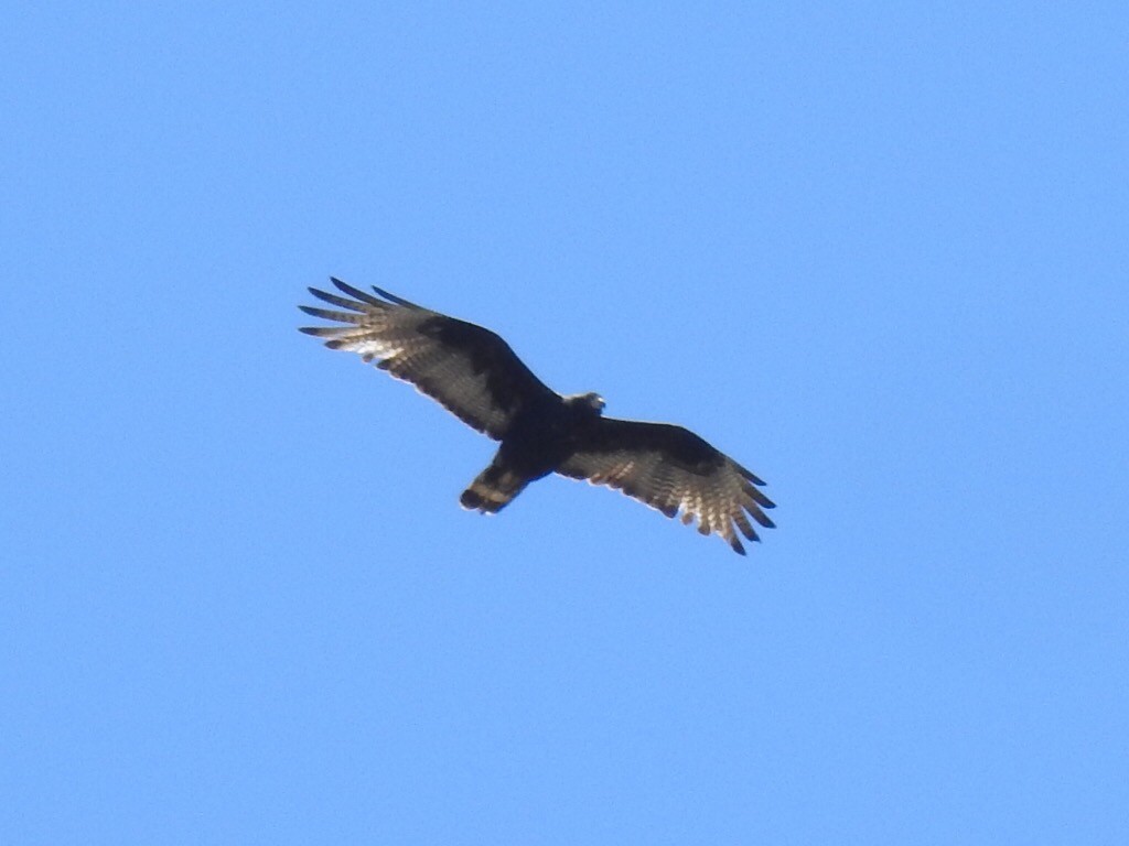 Zone-tailed Hawk - ML161508691