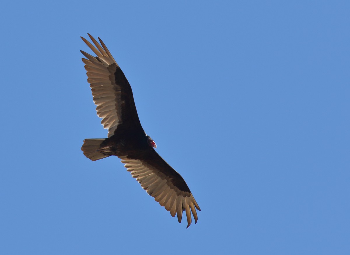 Turkey Vulture - ML161509341