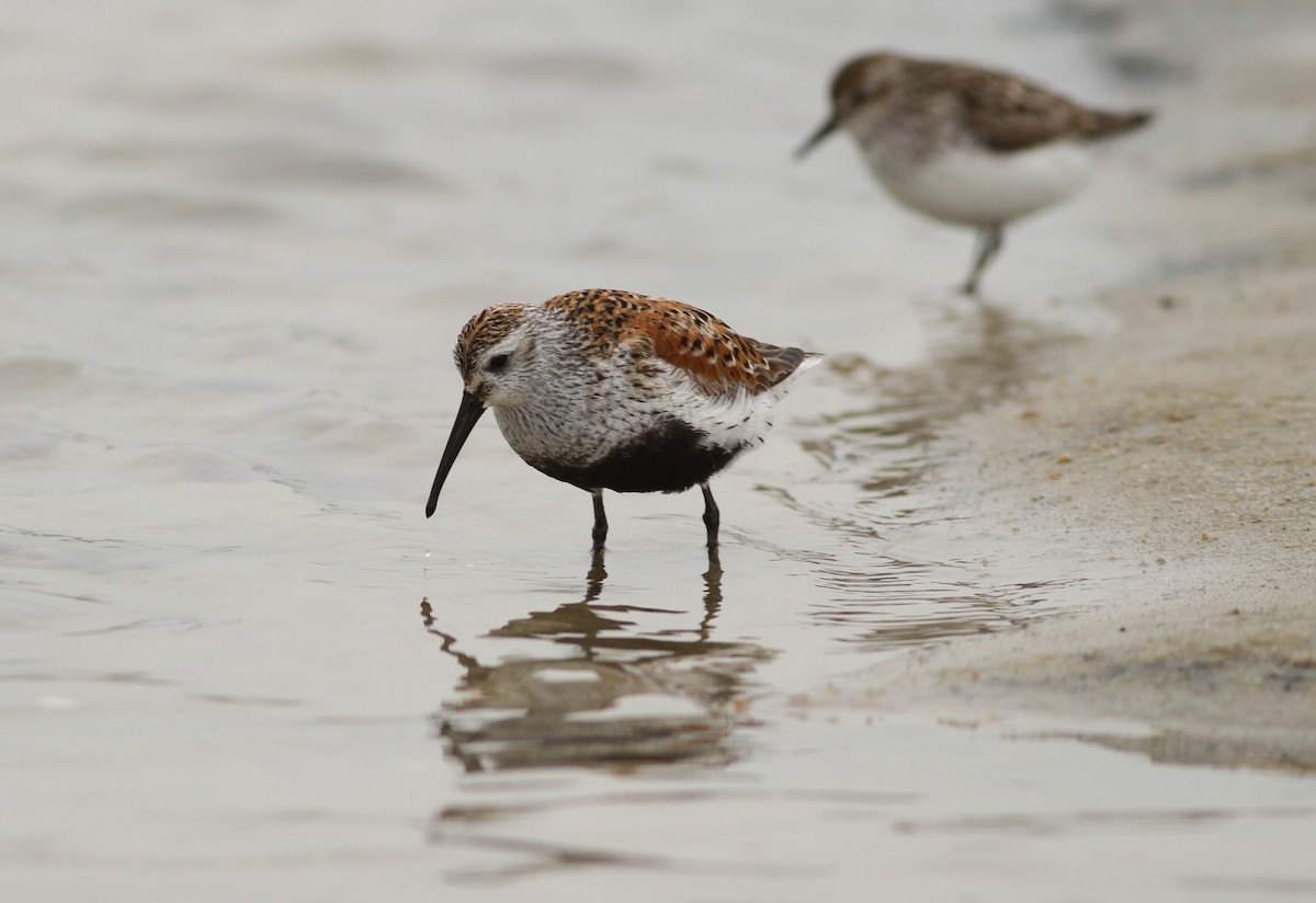 Dunlin - Dan Burton