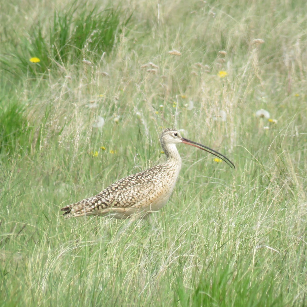 Long-billed Curlew - Monica Nugent