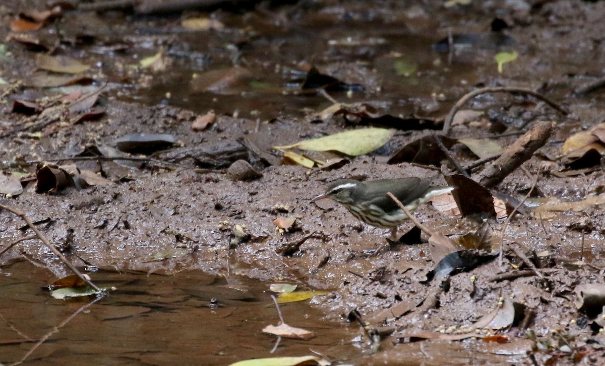 Louisiana Waterthrush - ML161512991