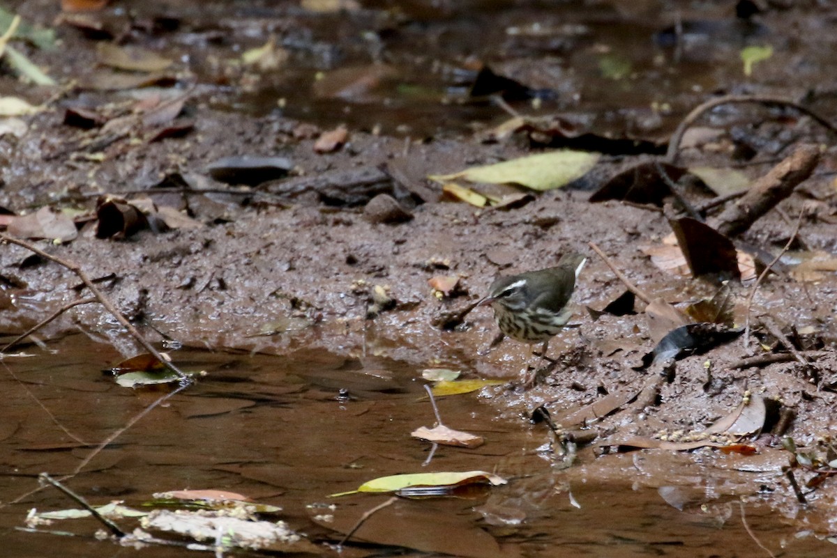 Louisiana Waterthrush - ML161513011