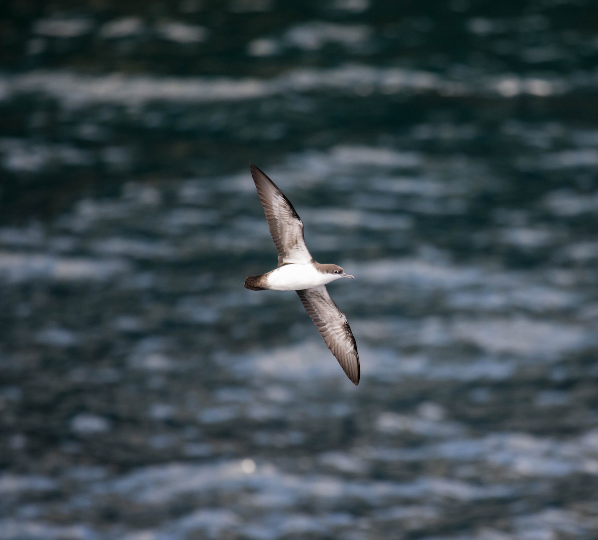 Galapagos Shearwater - ML161514371