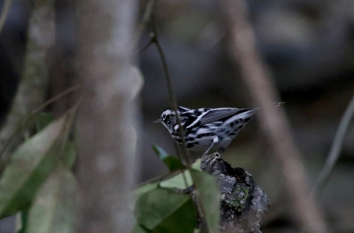 Black-and-white Warbler - ML161514461