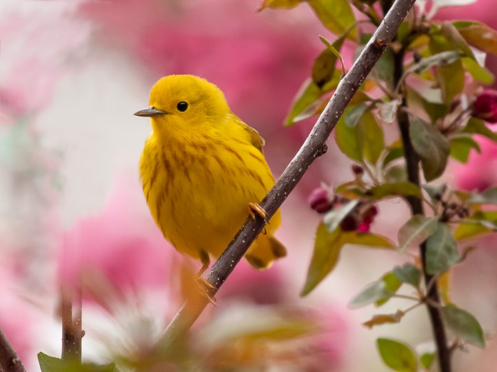 Yellow Warbler - ML161514471