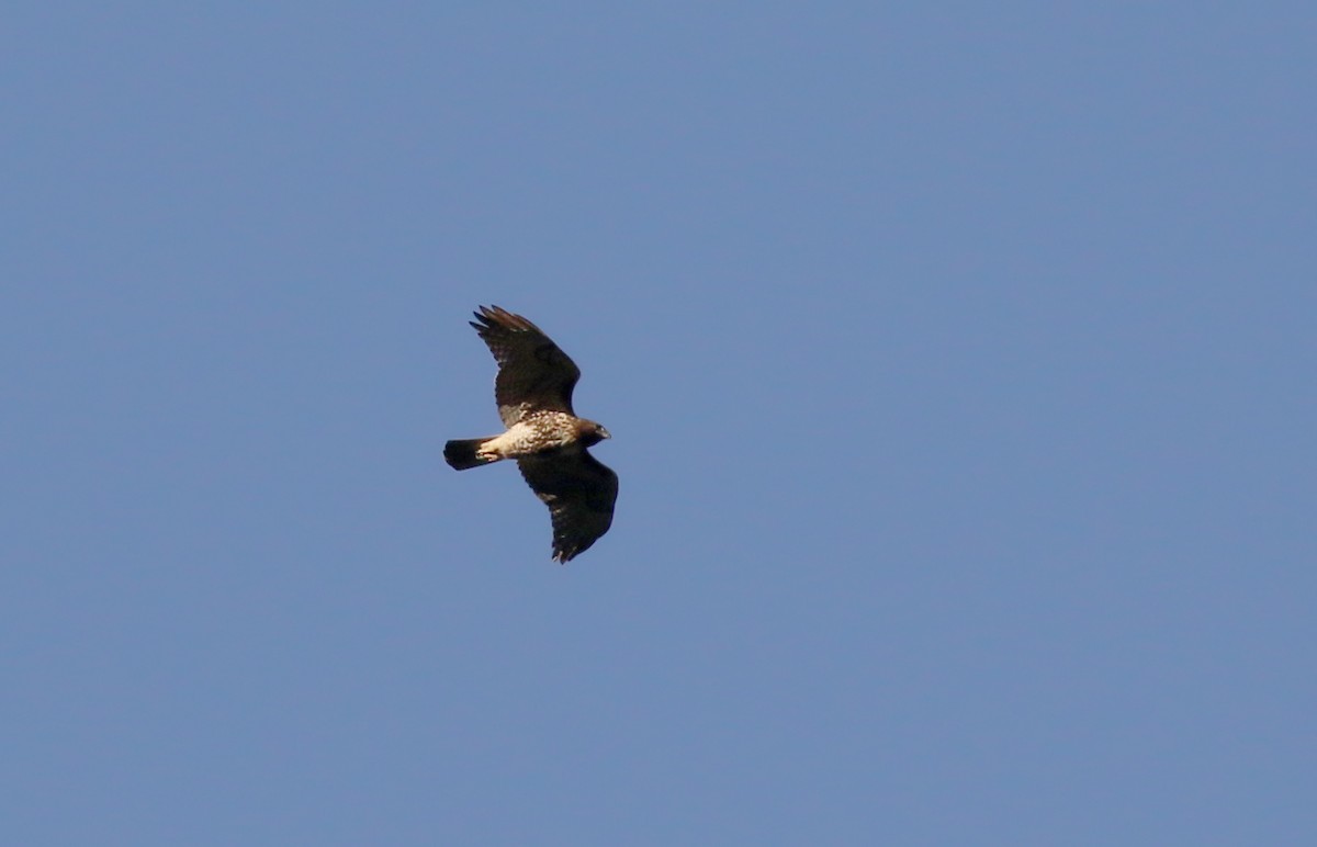 Red-tailed Hawk (jamaicensis) - ML161514691