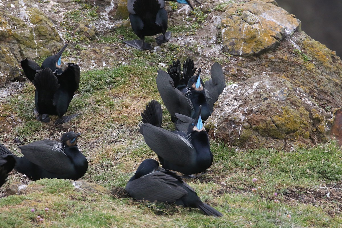 Brandt's Cormorant - Beverly Bowe