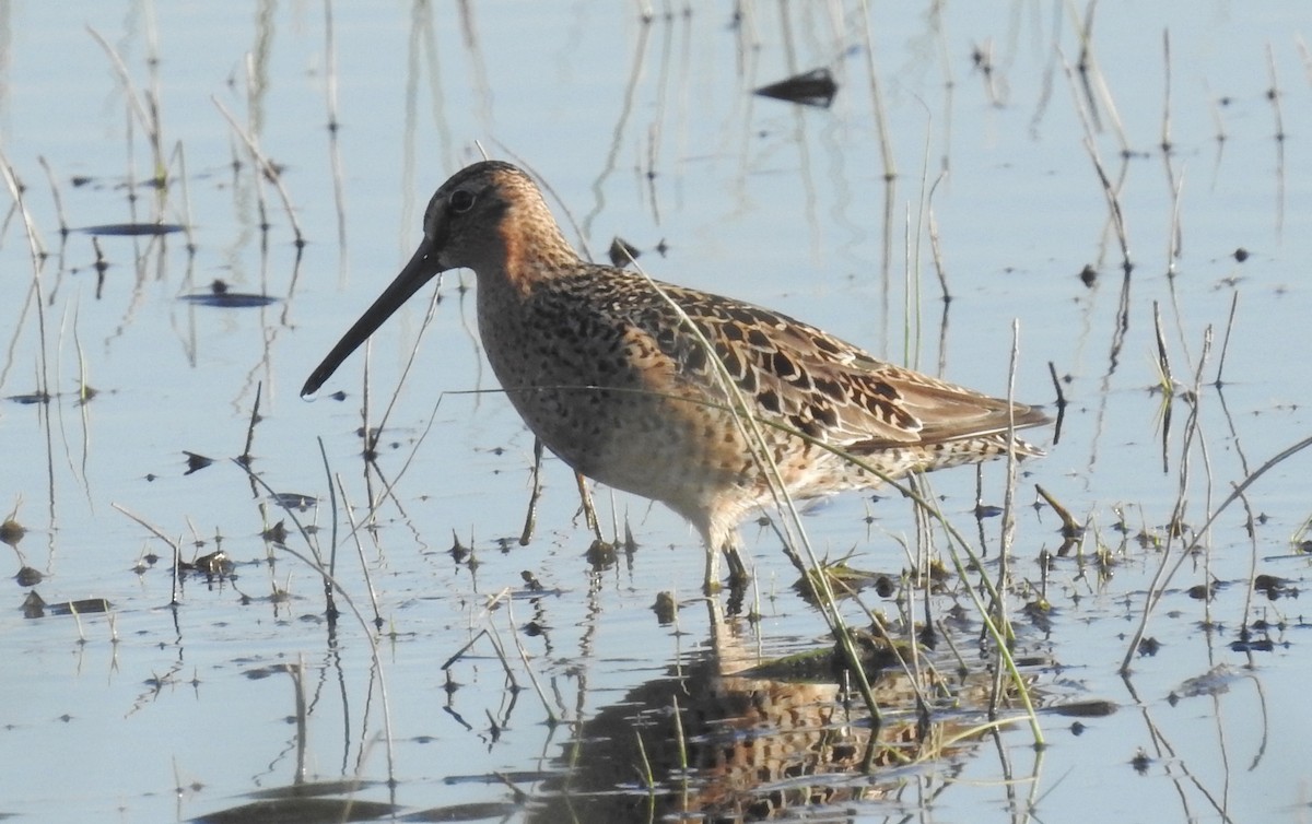 Short-billed Dowitcher - ML161516001