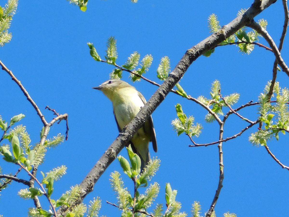 Philadelphia Vireo - ML161518601