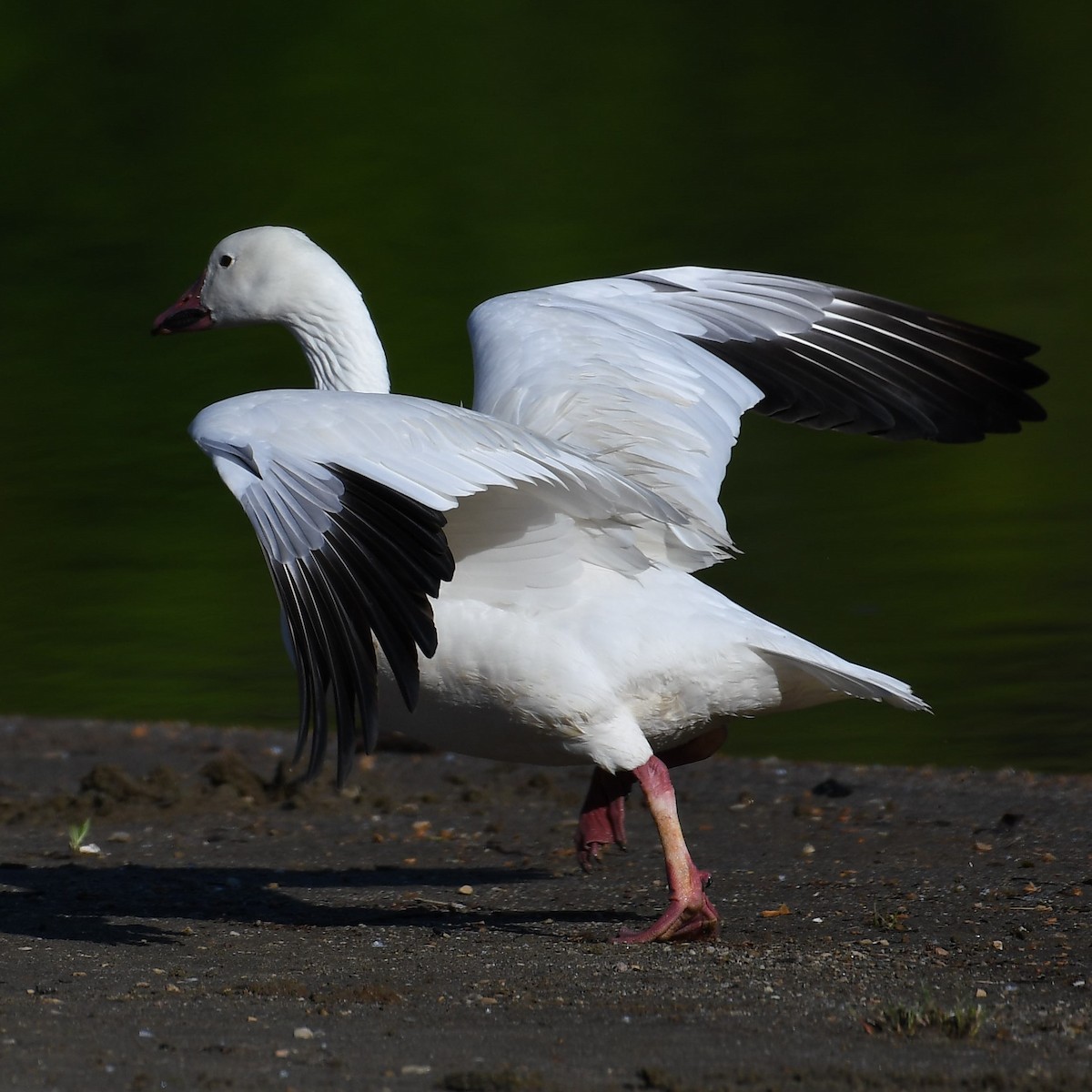 Snow Goose - Vin Florentino