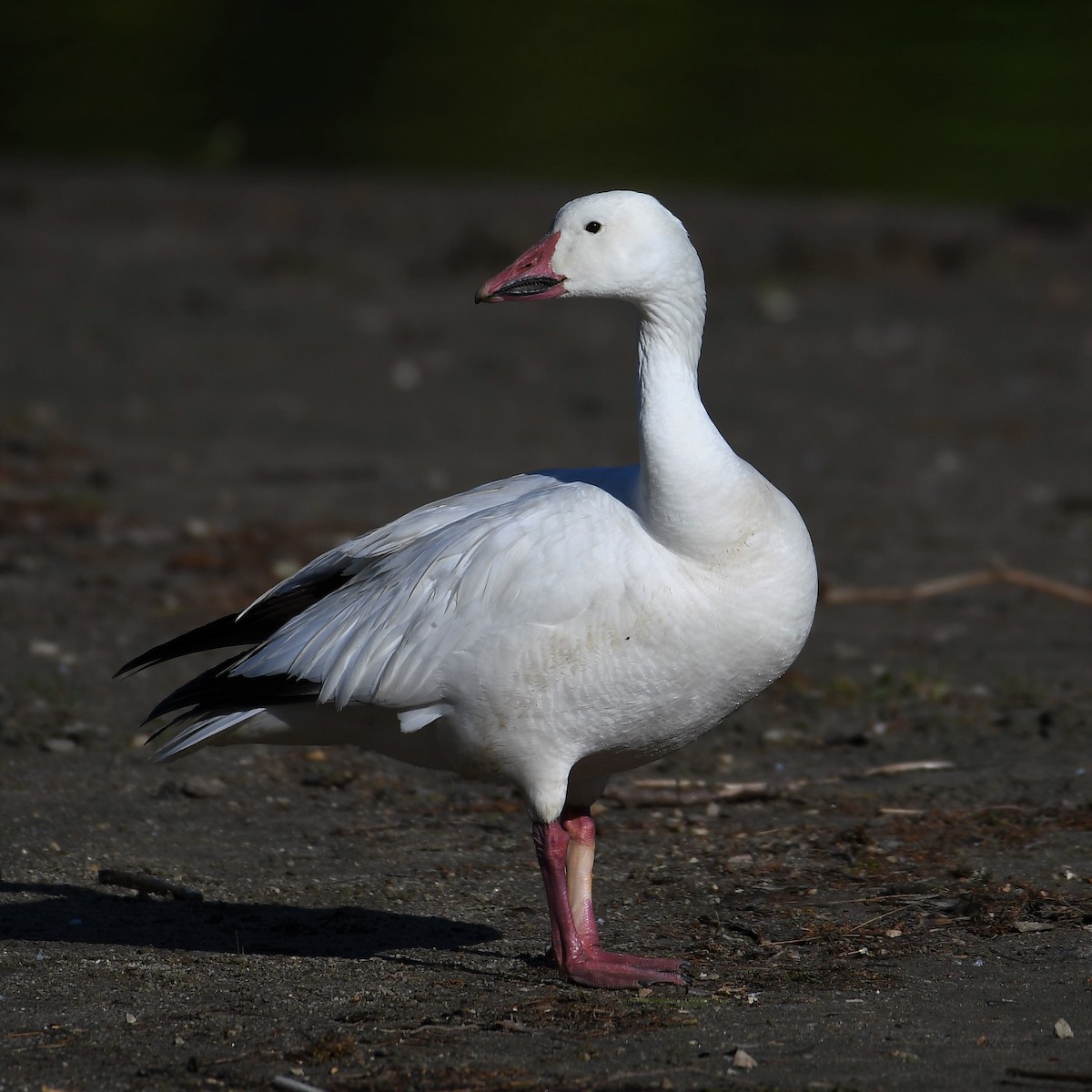 Snow Goose - ML161521971