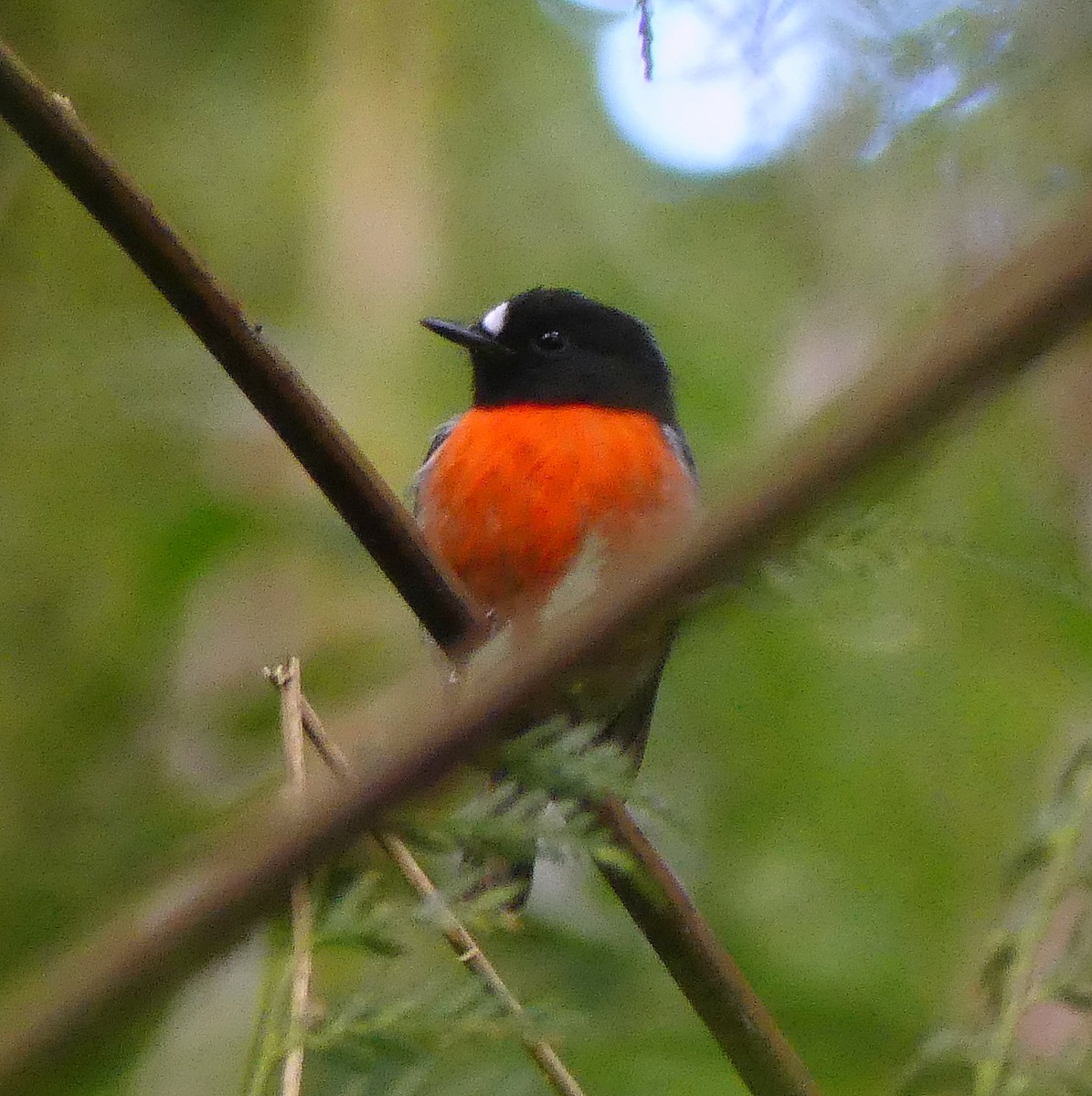 Pacific Robin - ML161522541