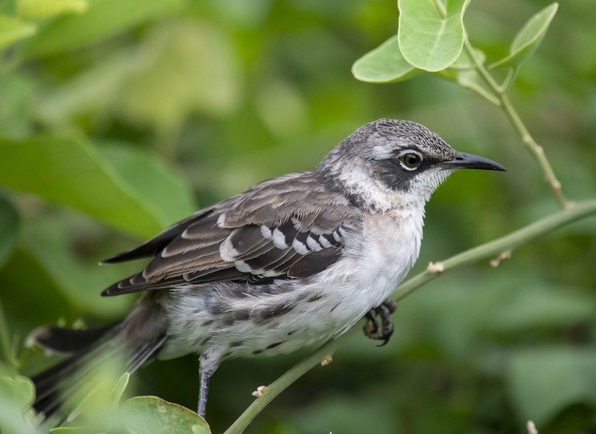 Galapagos Mockingbird - ML161522781