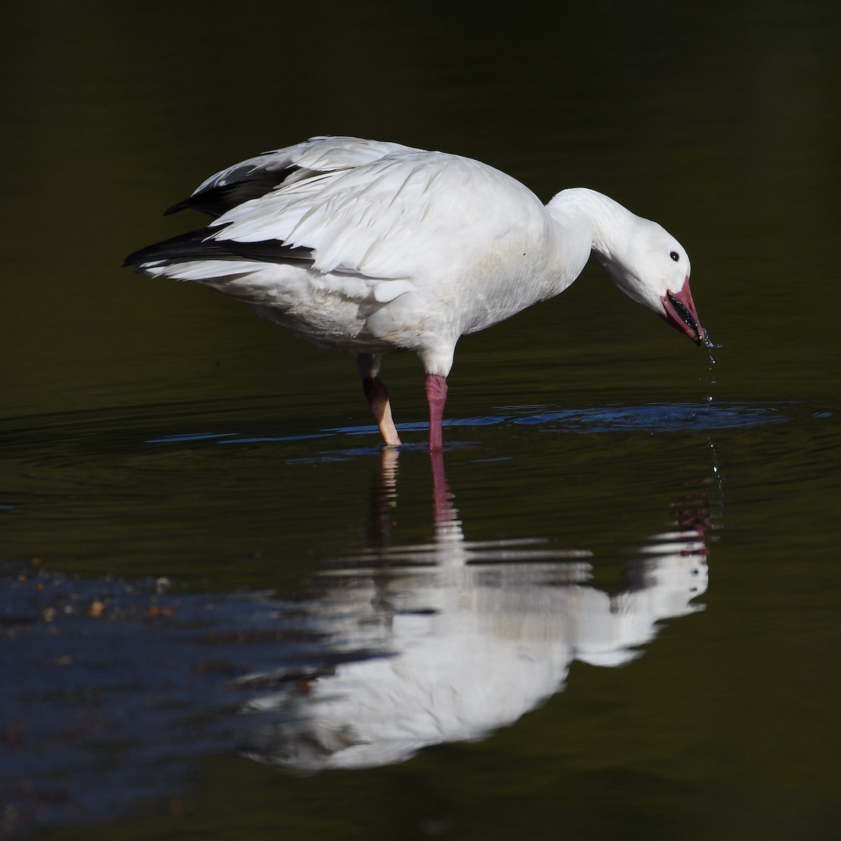 Snow Goose - ML161522831