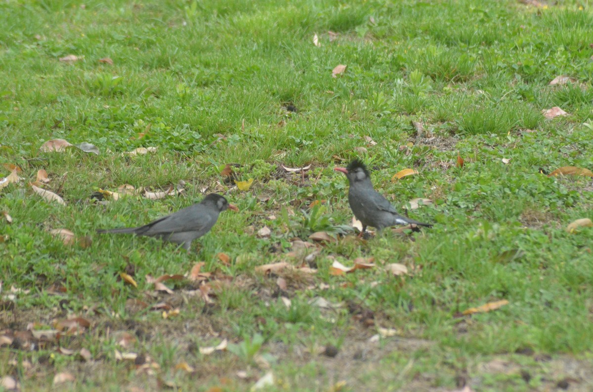 Black Bulbul - Brian Johnson