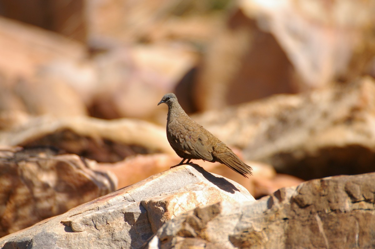 White-quilled Rock-Pigeon - ML161523031