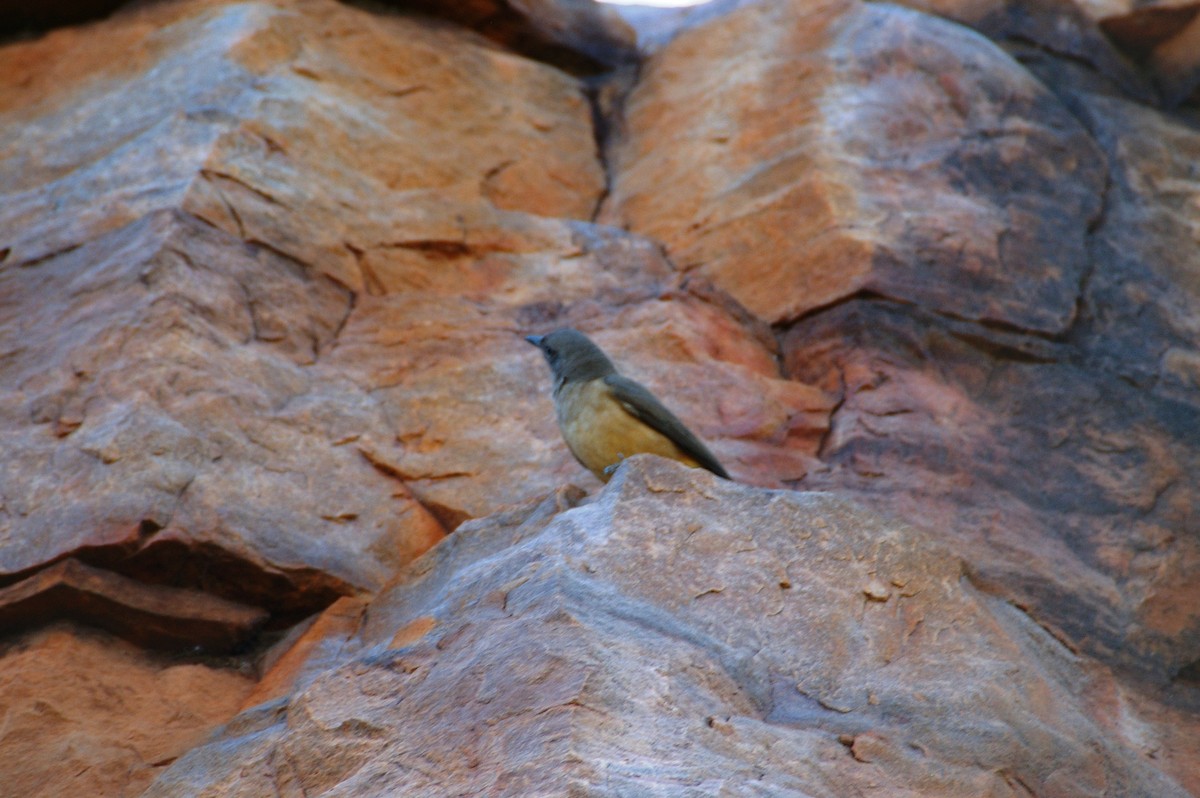 Sandstone Shrikethrush - Greg & Jeanette Licence