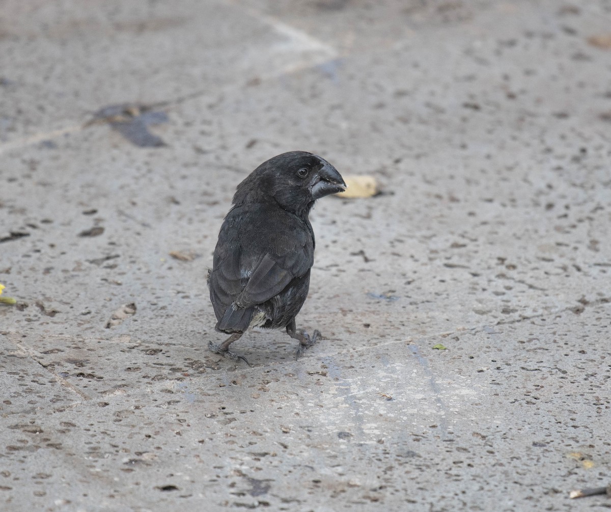 Large Ground-Finch - ML161528751