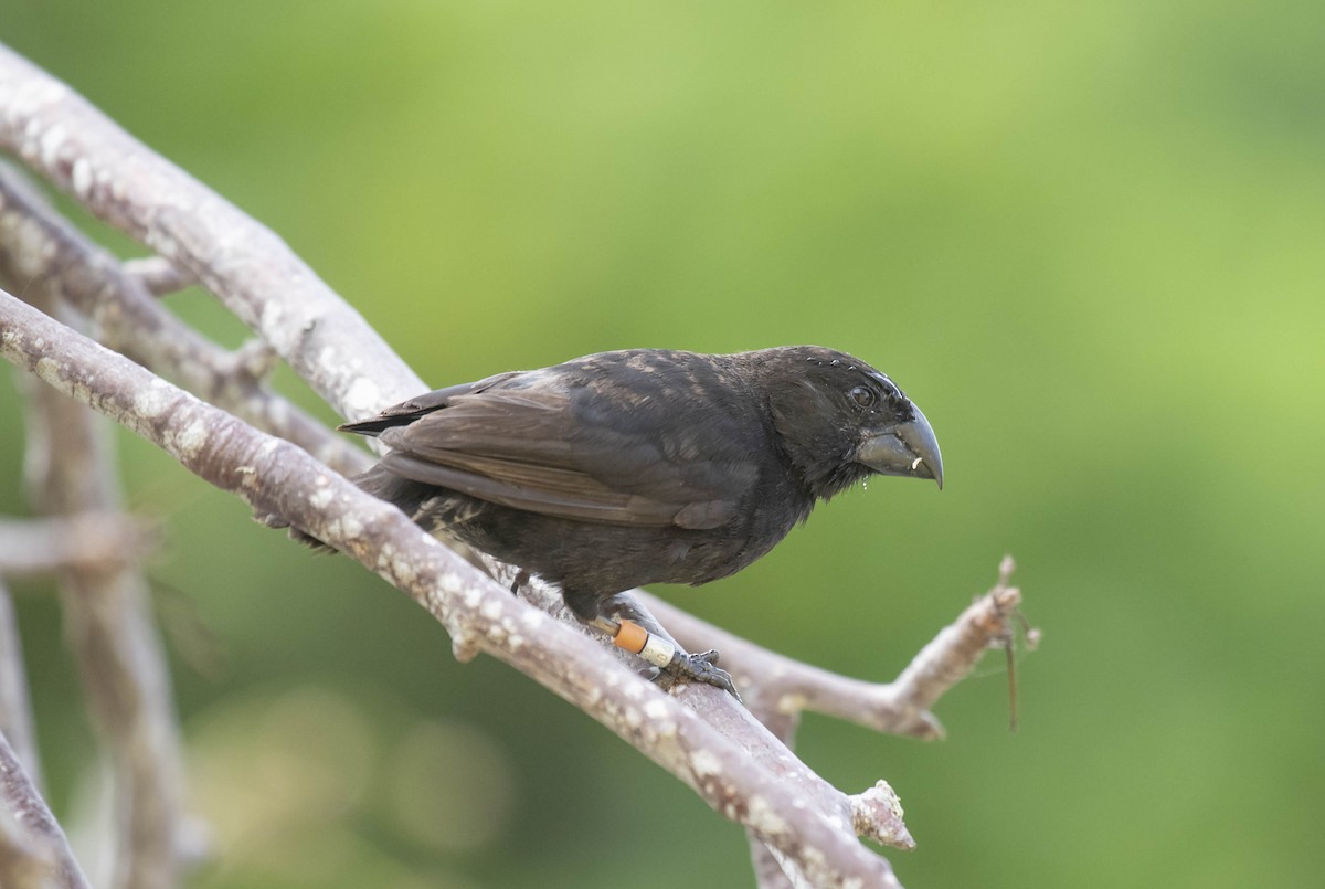 ML161529001 - Large Ground-Finch - Macaulay Library
