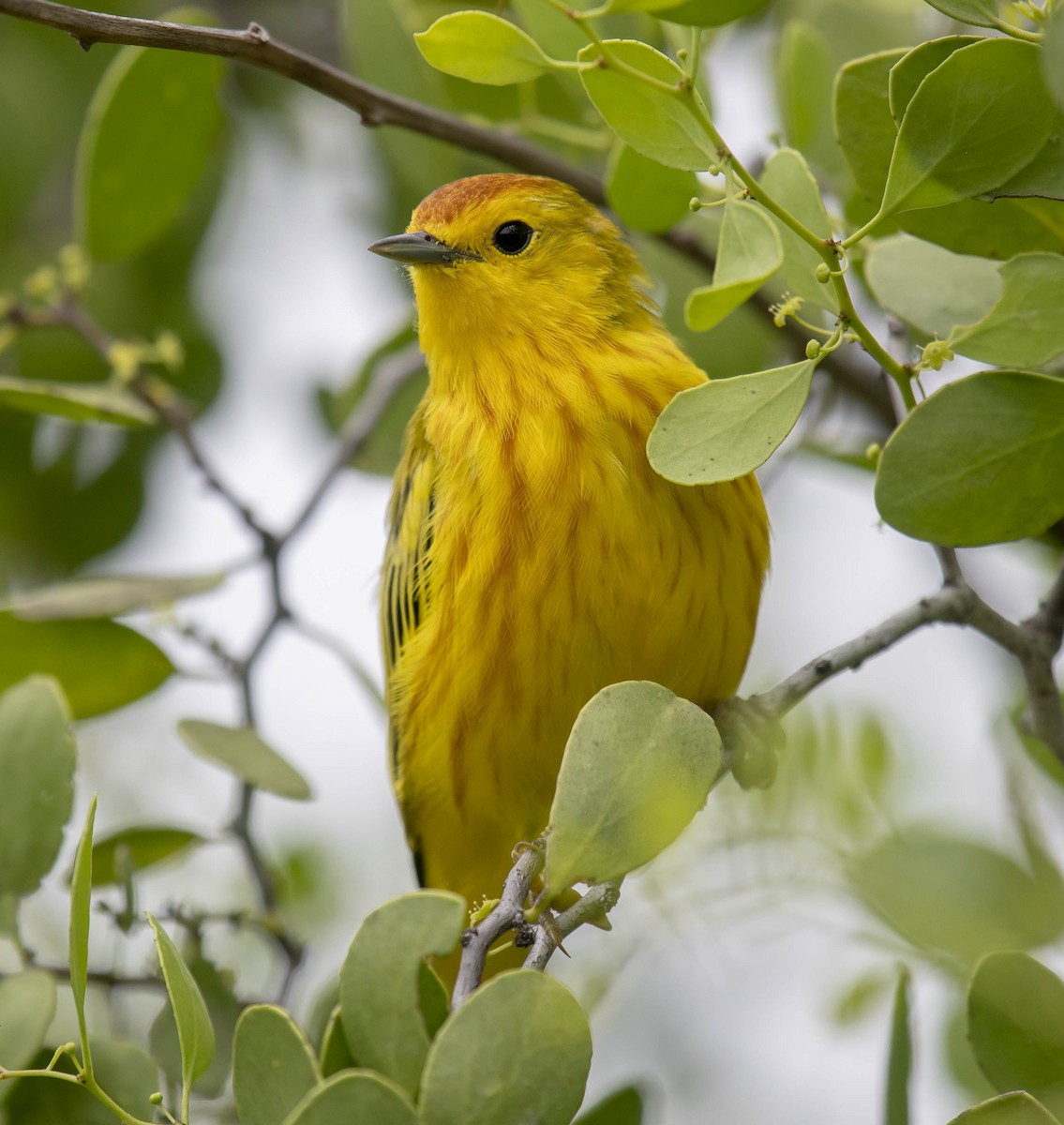 Yellow Warbler - ML161529881