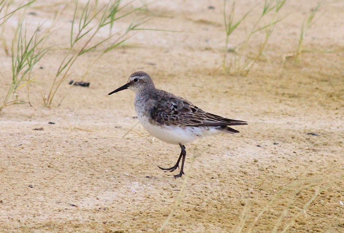 White-rumped Sandpiper - Daniel Emlin