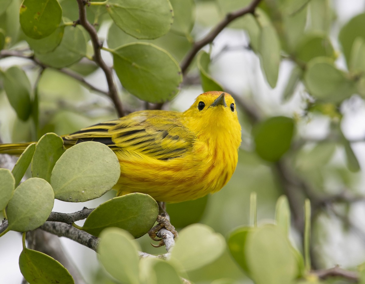 Yellow Warbler - ML161530291