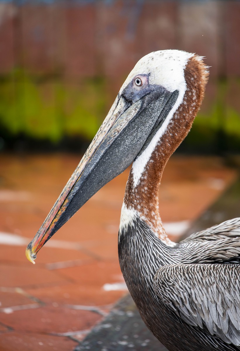 Brown Pelican - ML161530931