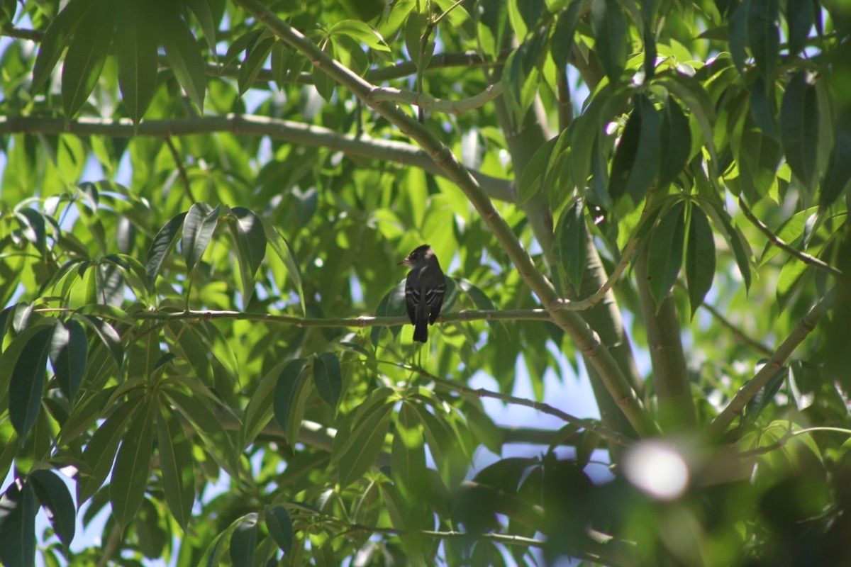 Western Wood-Pewee - Jorge Francisco Ortiz Valenzuela