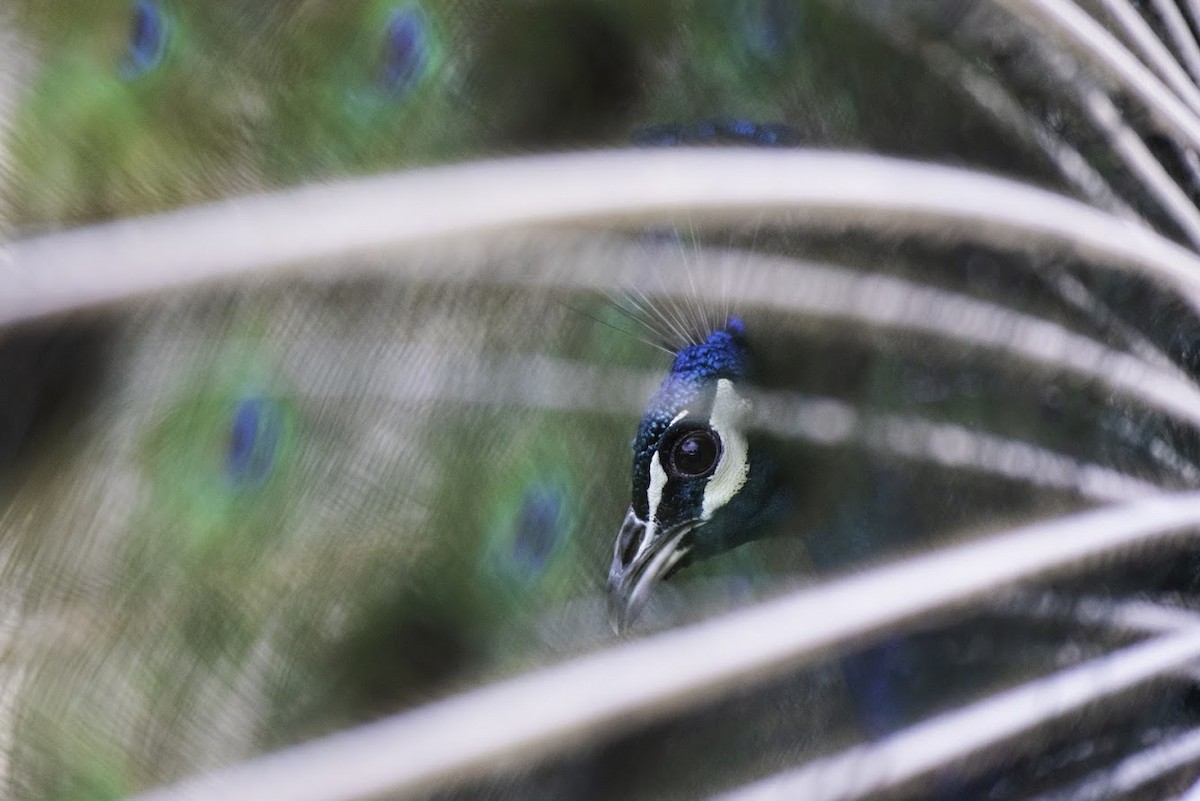 Indian Peafowl (Domestic type) - ML161531781