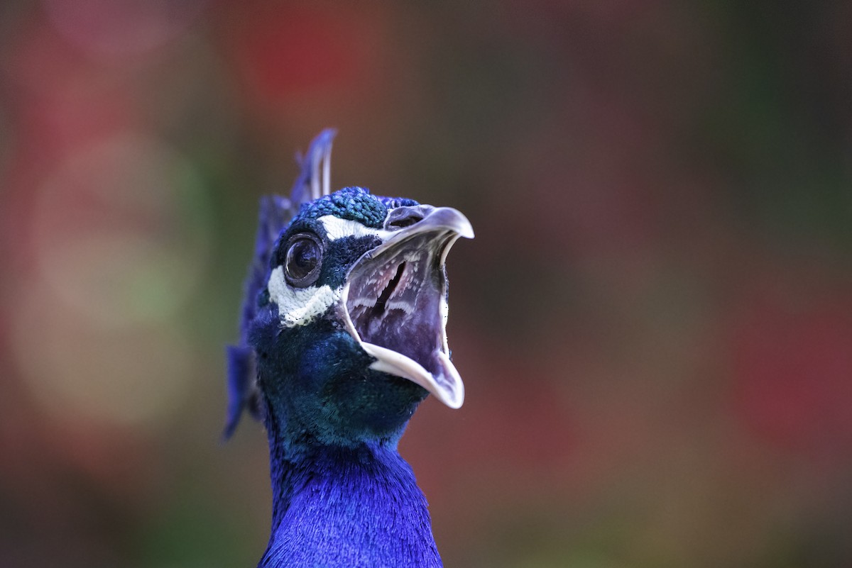 Indian Peafowl (Domestic type) - ML161532001