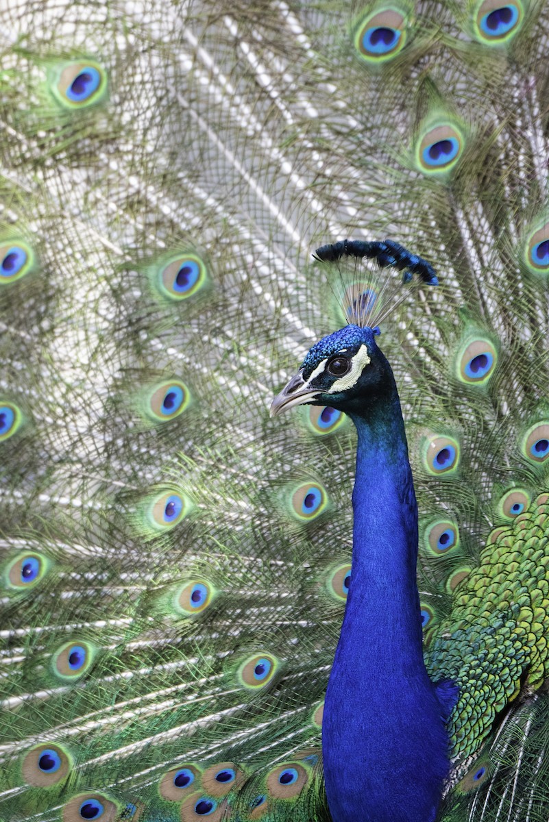 Indian Peafowl (Domestic type) - Jessica Utley