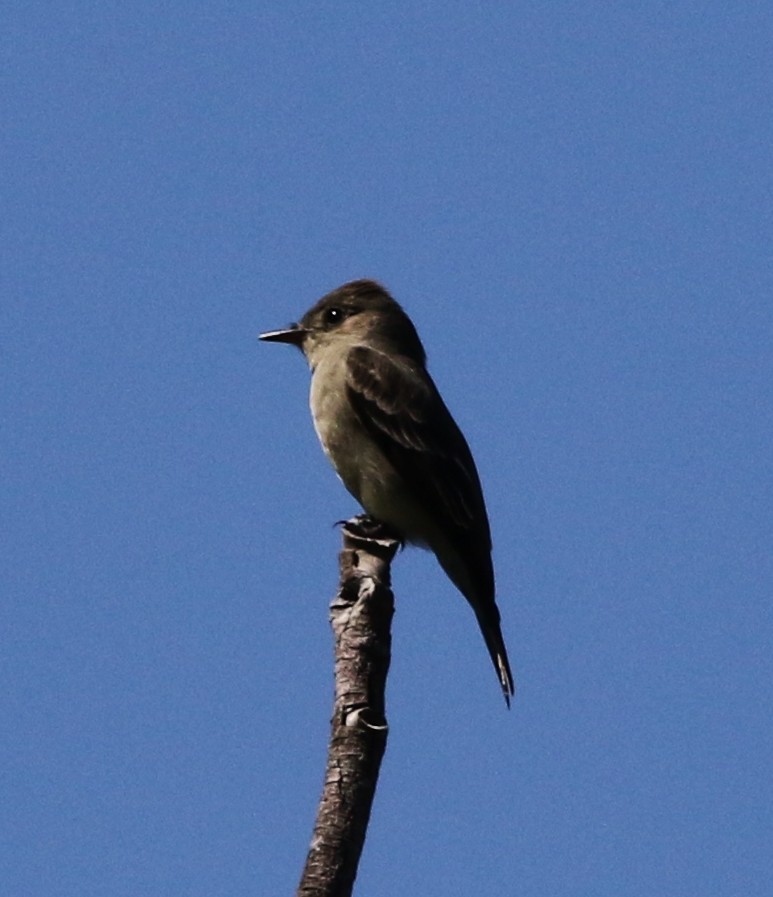 Western Wood-Pewee - ML161532111