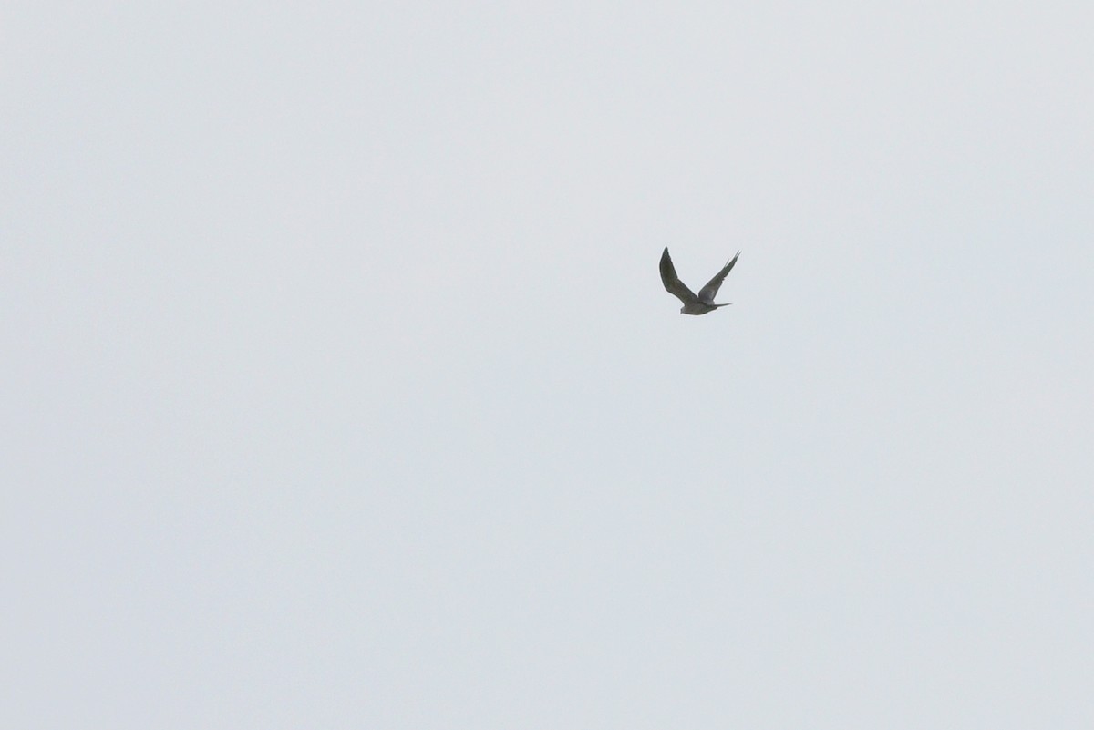 Mississippi Kite - Jeff Ellerbusch