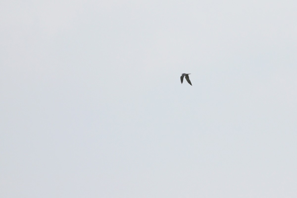 Mississippi Kite - ML161533711