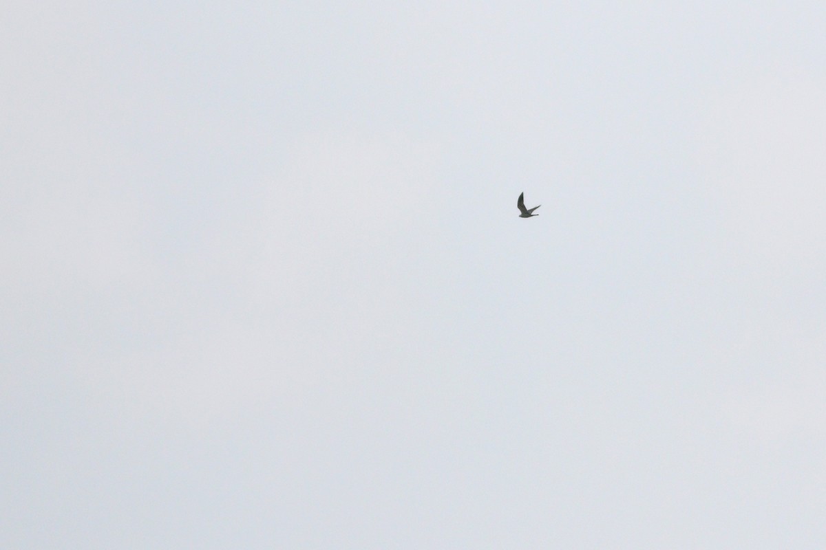 Mississippi Kite - Jeff Ellerbusch