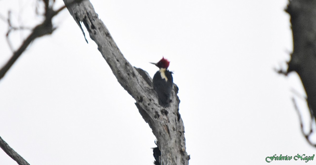 Cream-backed Woodpecker - ML161534021