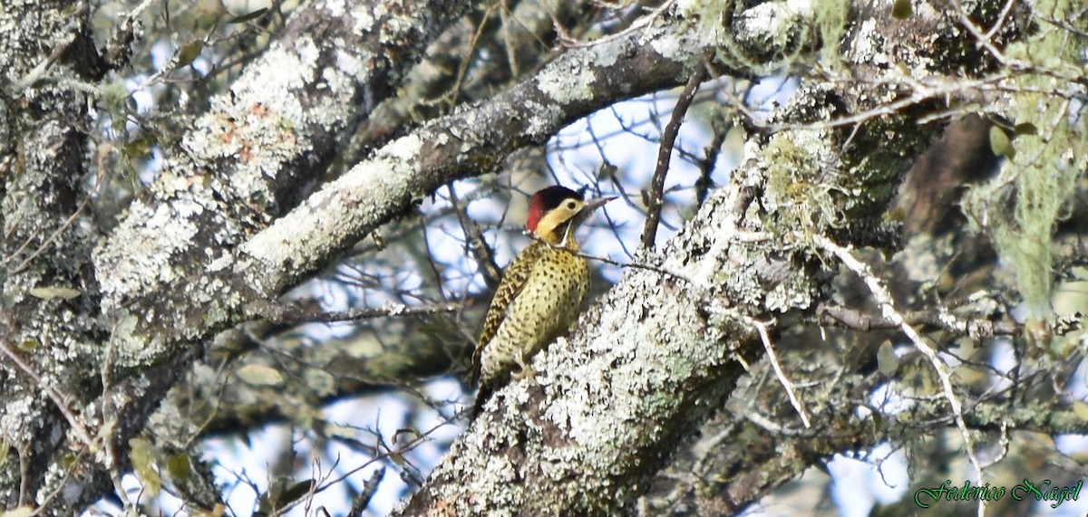 Green-barred Woodpecker - ML161534181