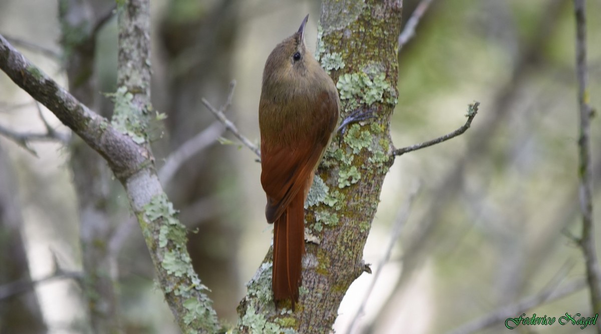 Olivaceous Woodcreeper - ML161534331