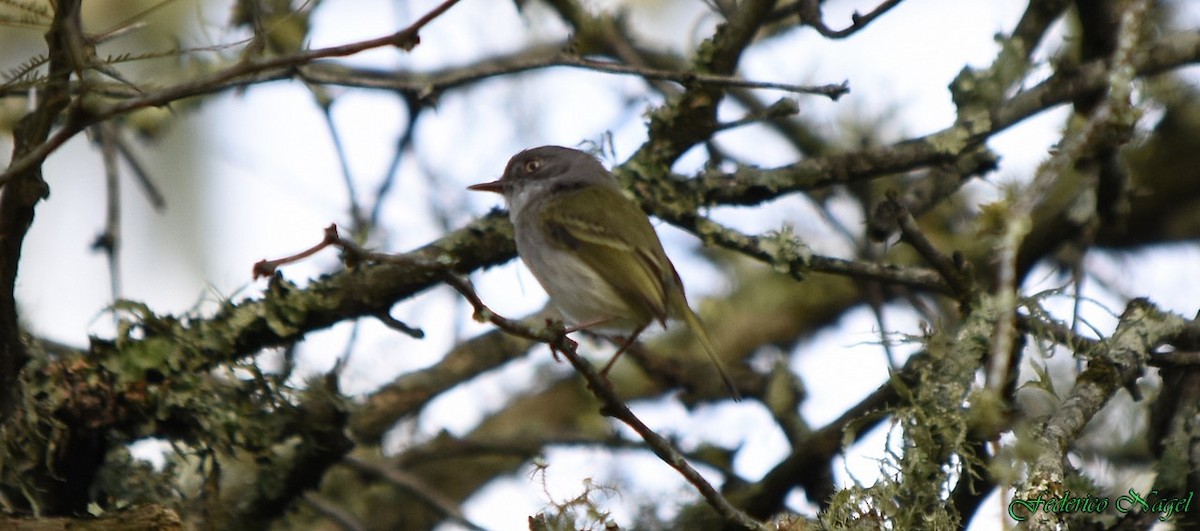 Pearly-vented Tody-Tyrant - ML161534541