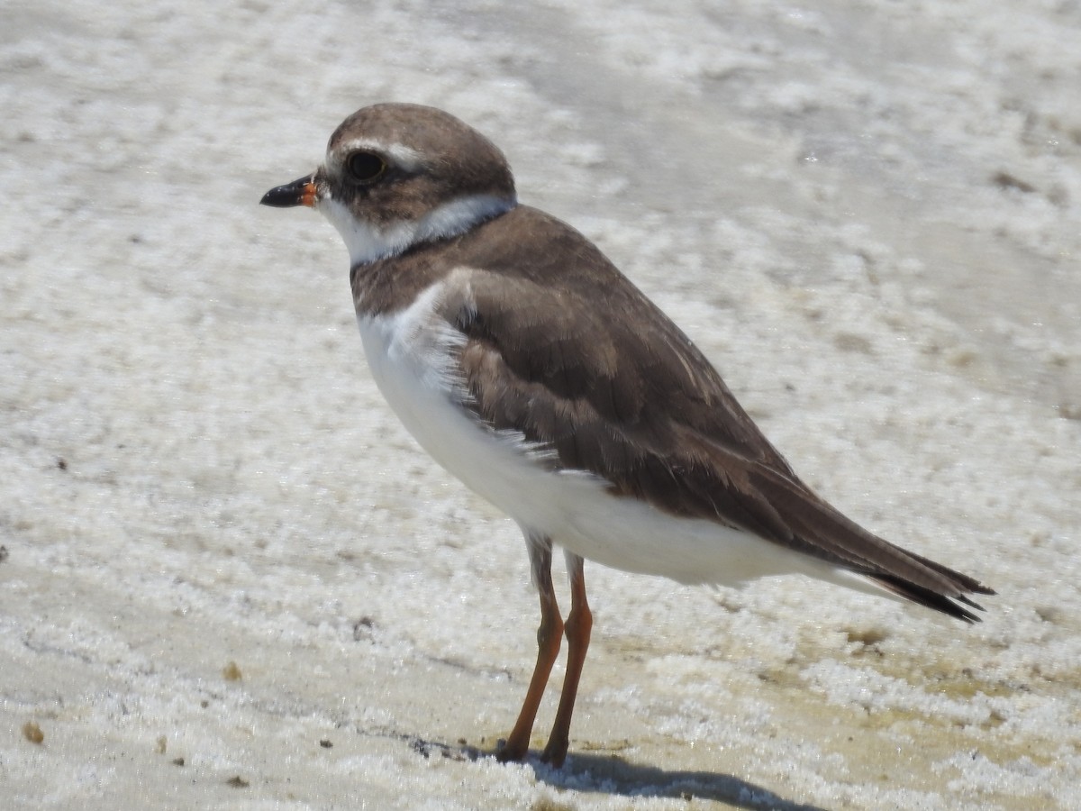 Semipalmated Plover - ML161534641