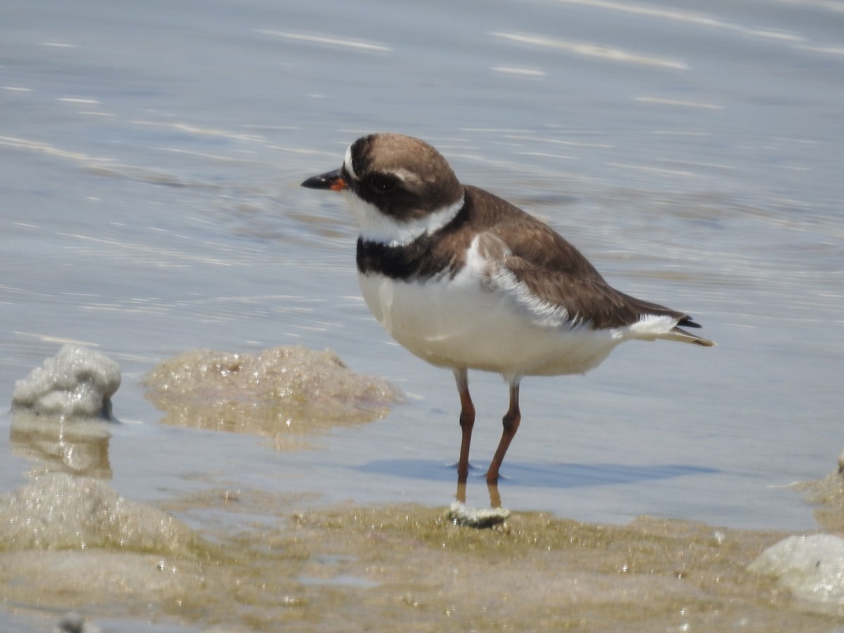Semipalmated Plover - ML161534741